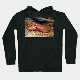 Sleepy Brown-Spotted Piglet Hoodie